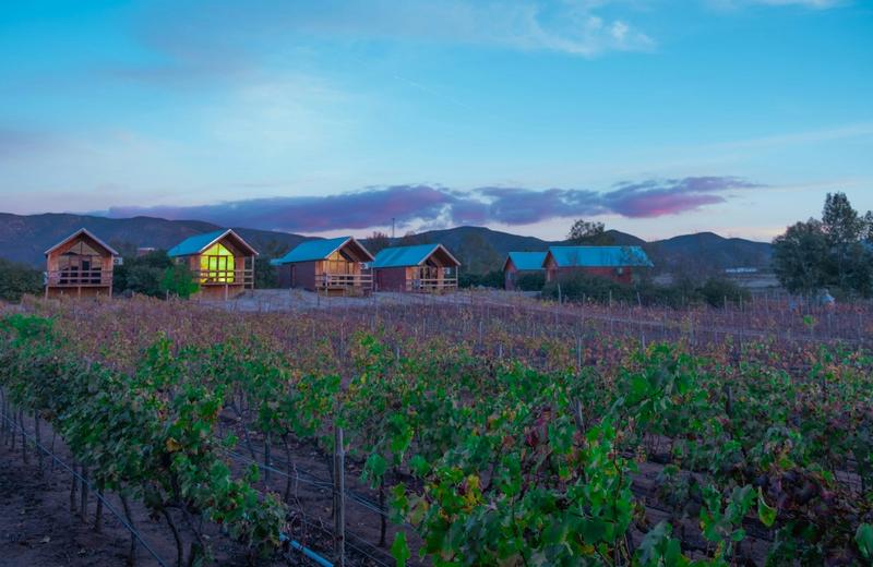 A row of small wooden guest cabins at the edge of a vineyard at dusk, with their lights on and hills behind