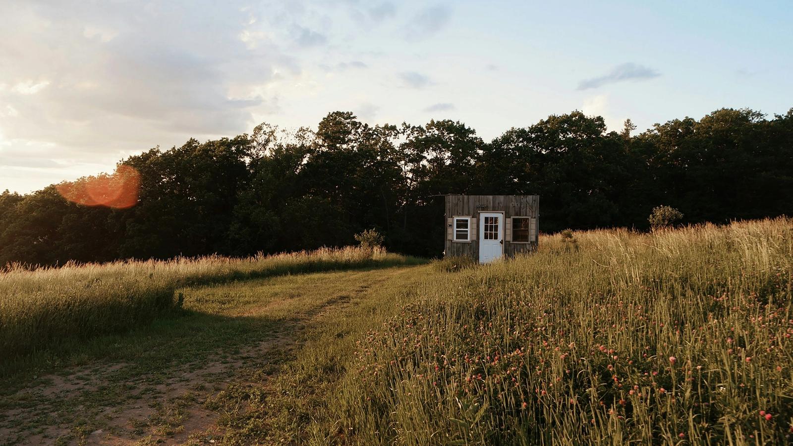 A small timber cabin in a field of long golden grass at sunset, with trees behind