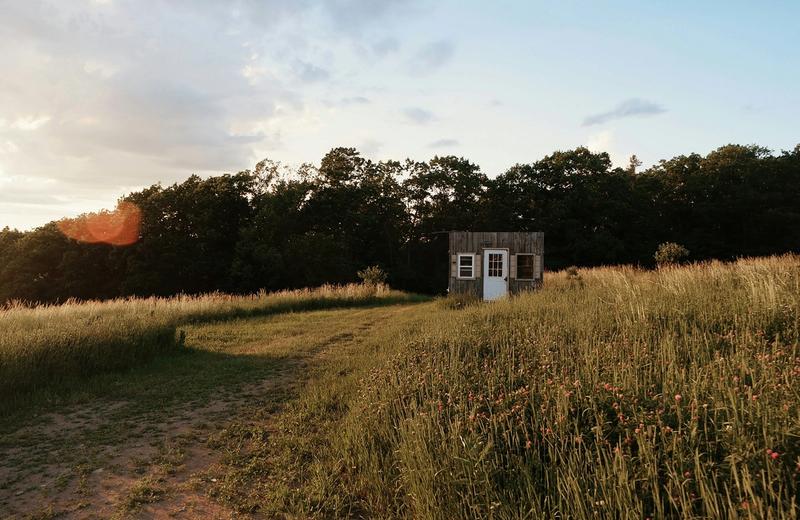 A small timber cabin in a field of long golden grass at sunset, with trees behind