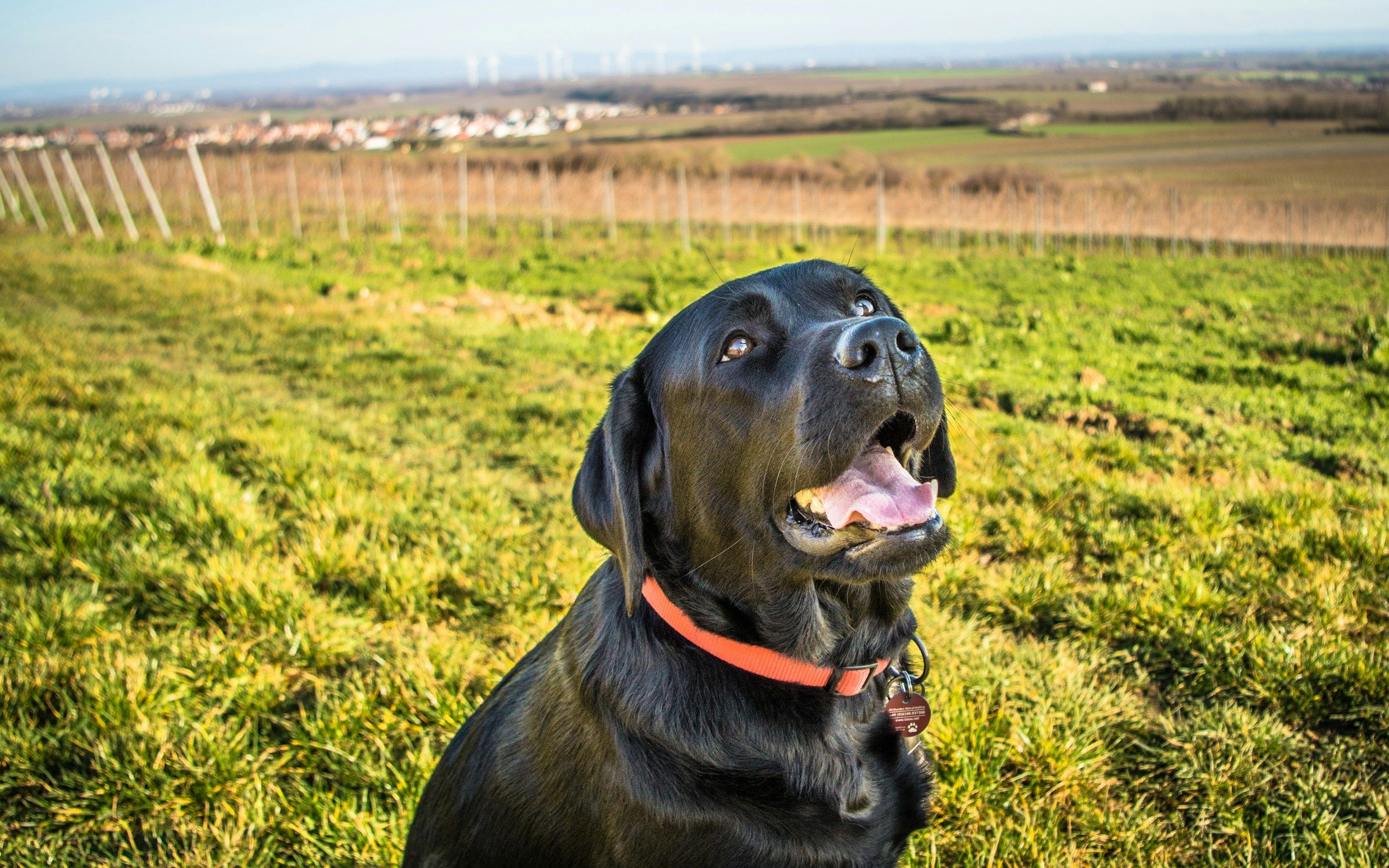 A black Labrador in an orange collar sitting on green grass beside vineyard rows