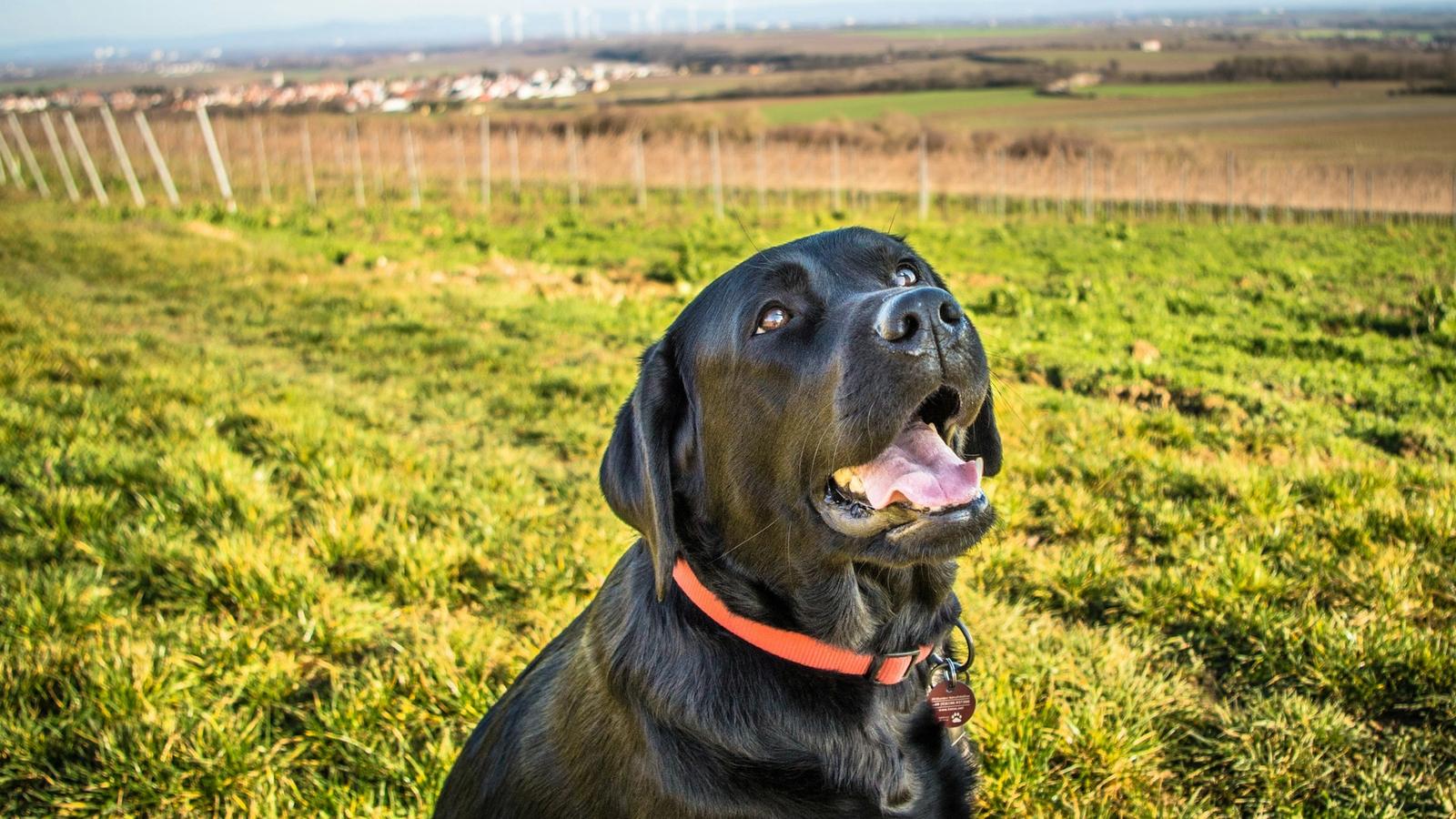 A black Labrador in an orange collar sitting on green grass beside vineyard rows
