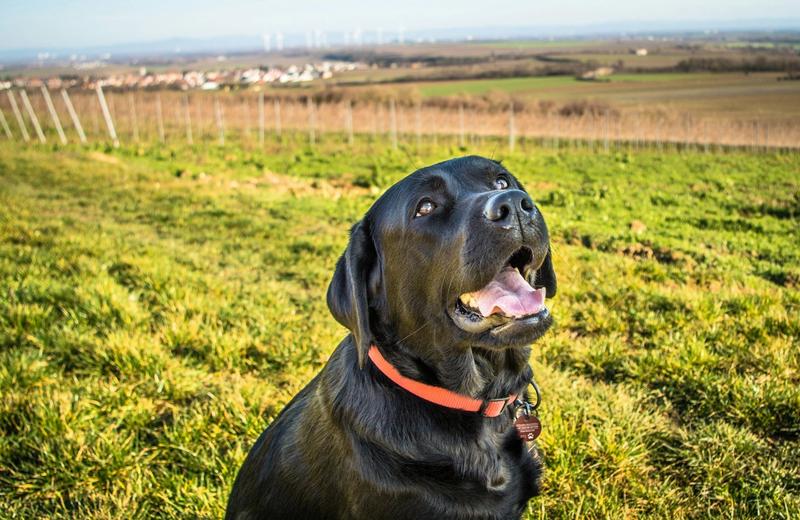 A black Labrador in an orange collar sitting on green grass beside vineyard rows