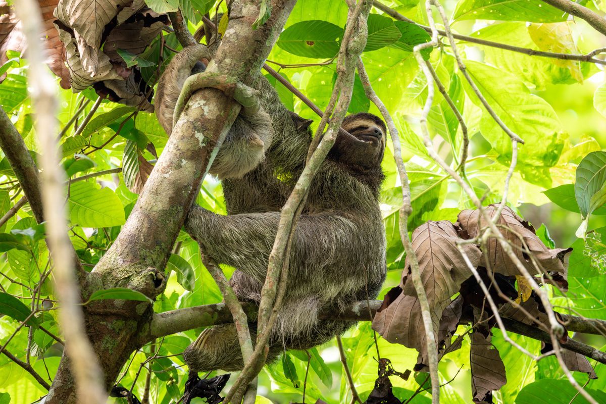 A sloth resting in the rainforest canopy of Manuel Antonio