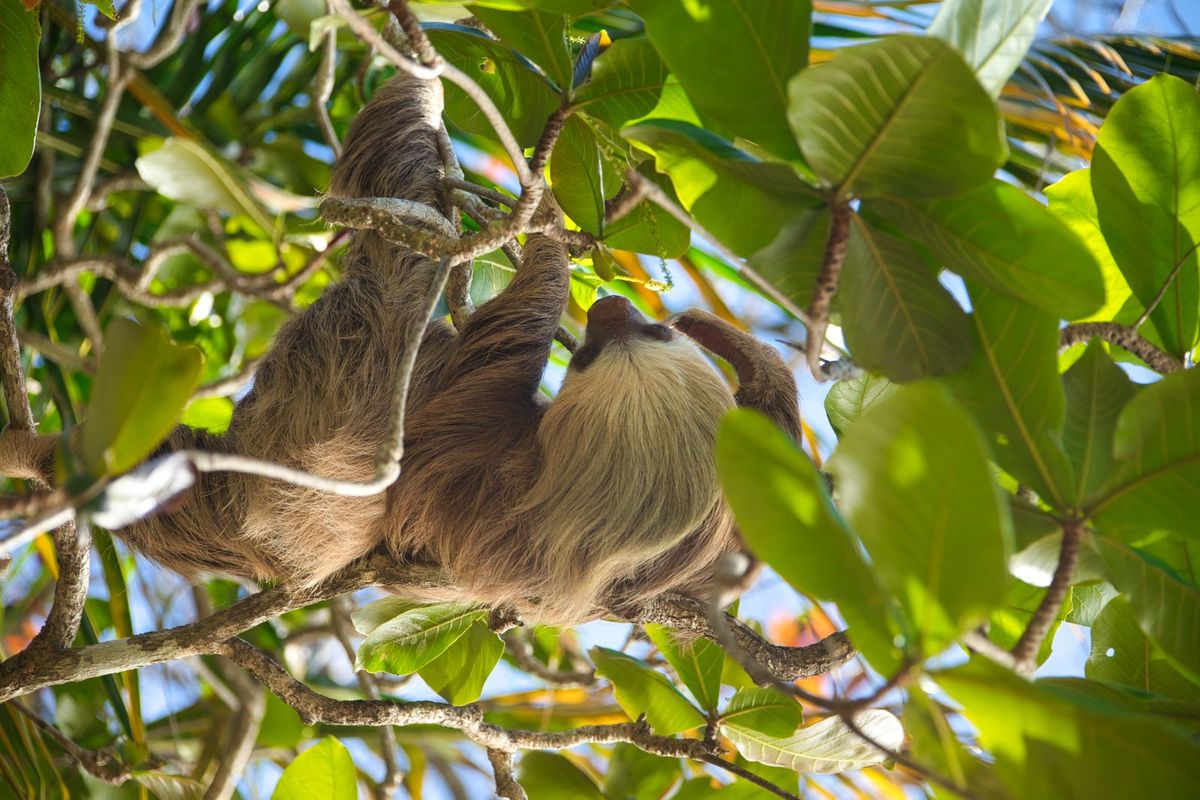 A sloth in dense rainforest branches