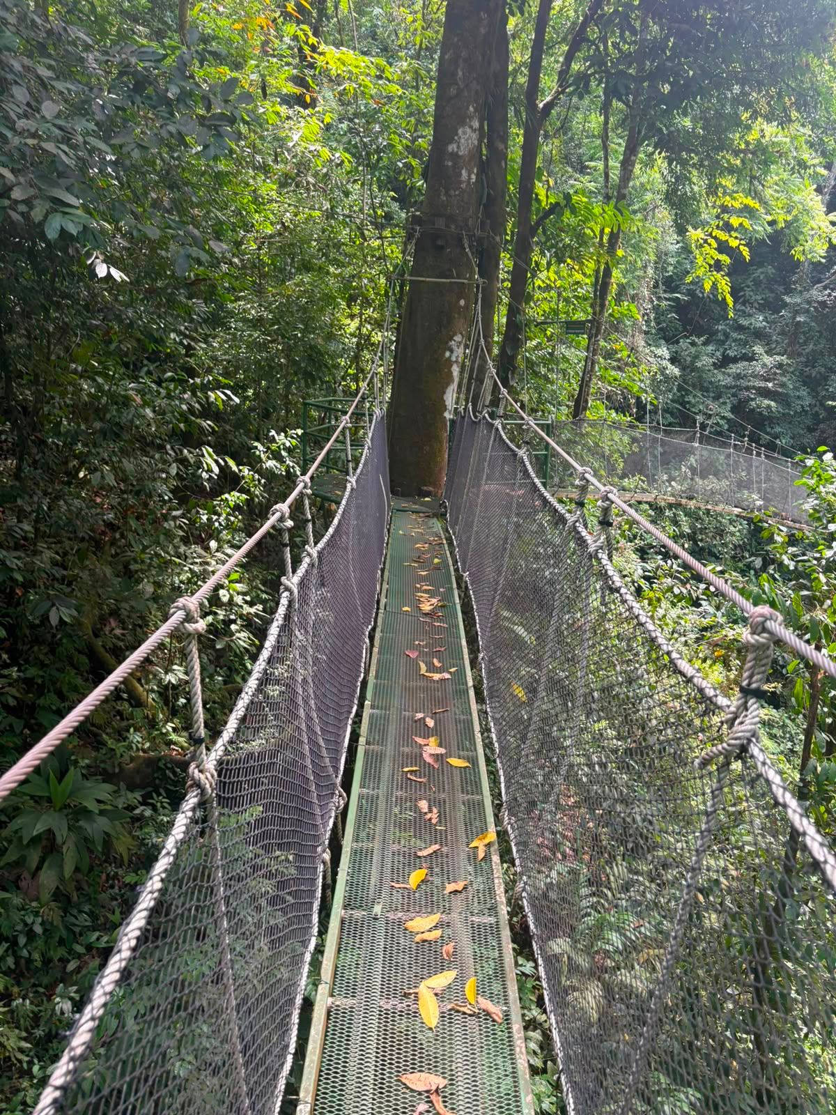 Turquoise rainforest river through lush vegetation