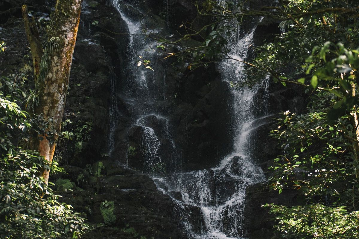 Water cascading through dense rainforest