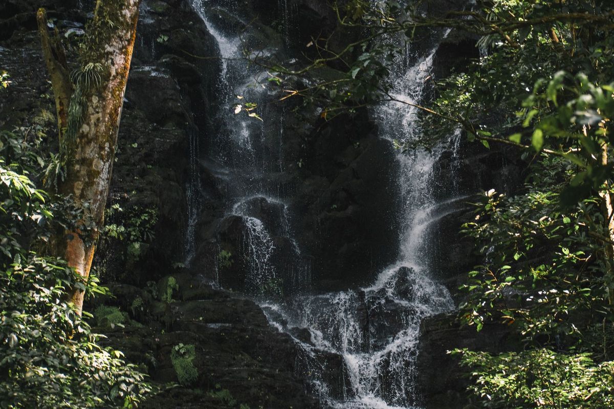 Water cascading through dense rainforest