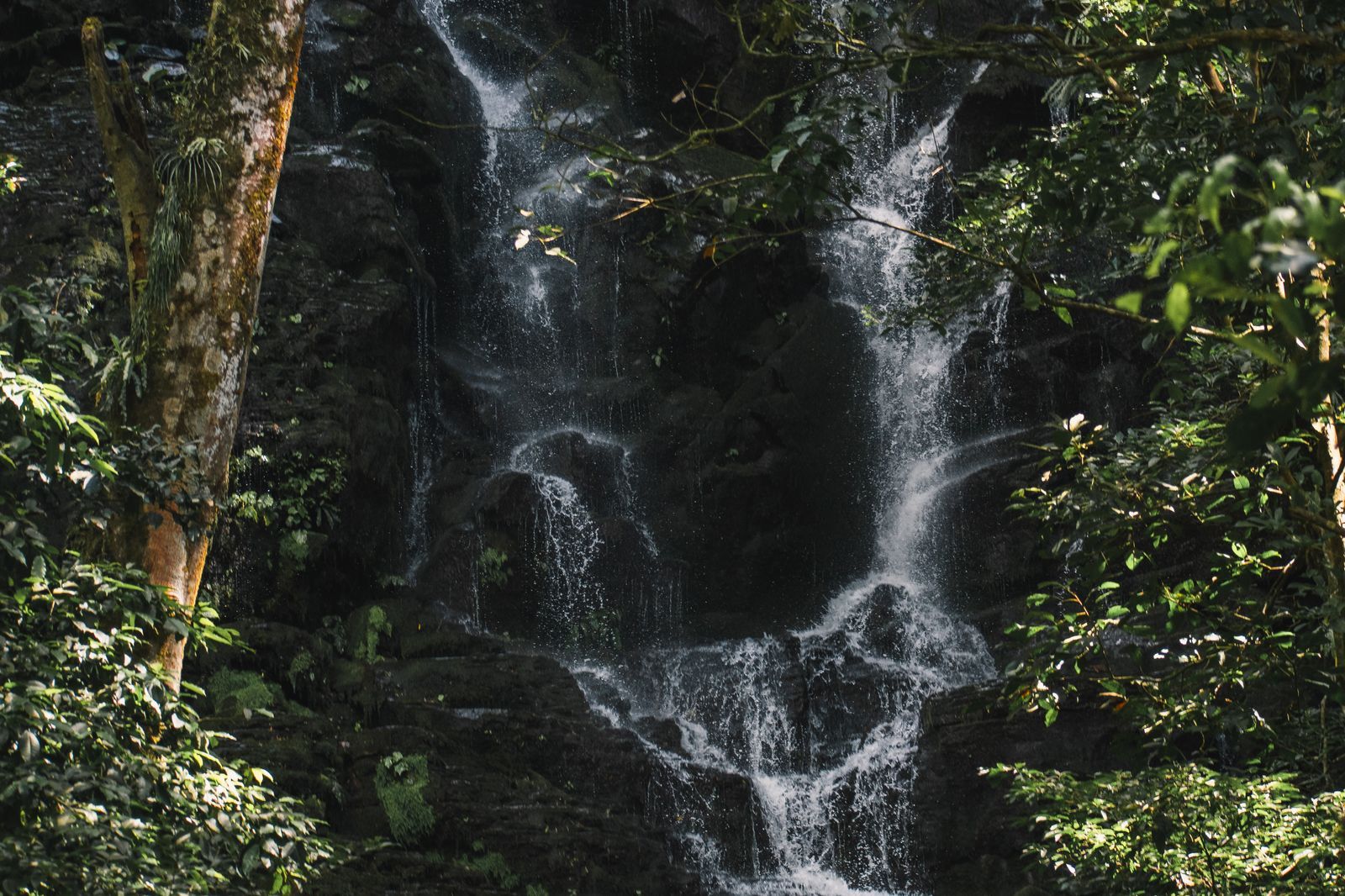 Water cascading through dense Costa Rican rainforest