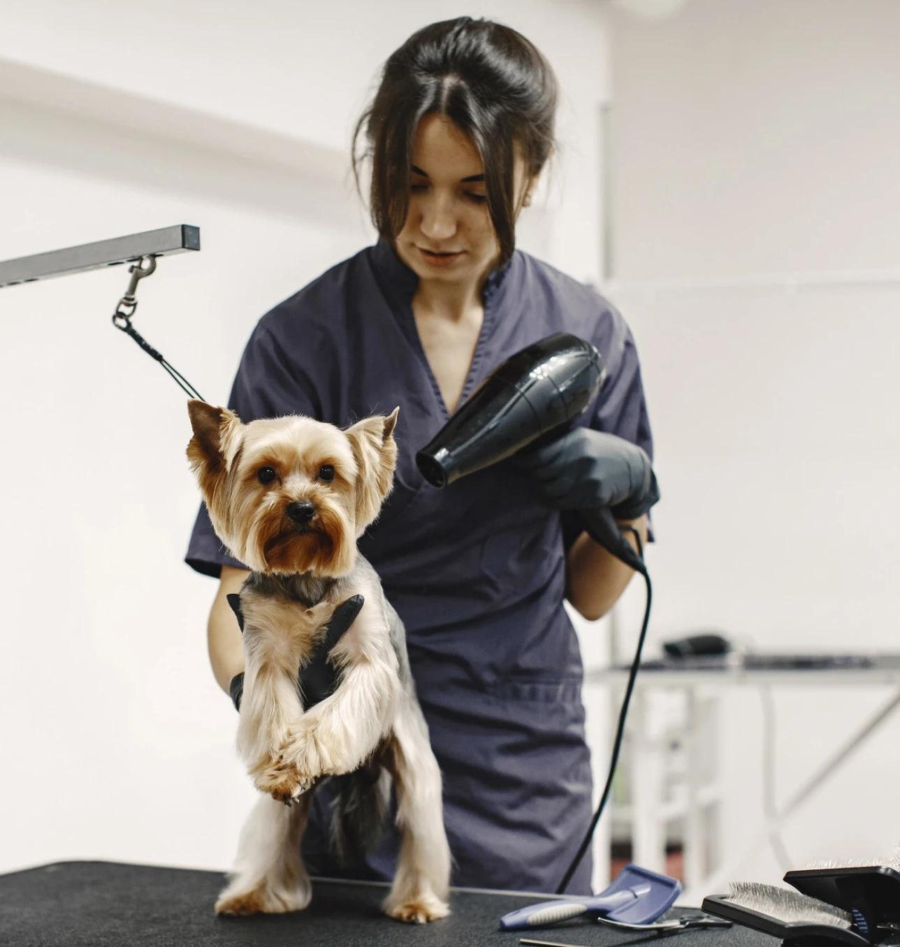 Pet store & grooming business financing — keep every tail wagging