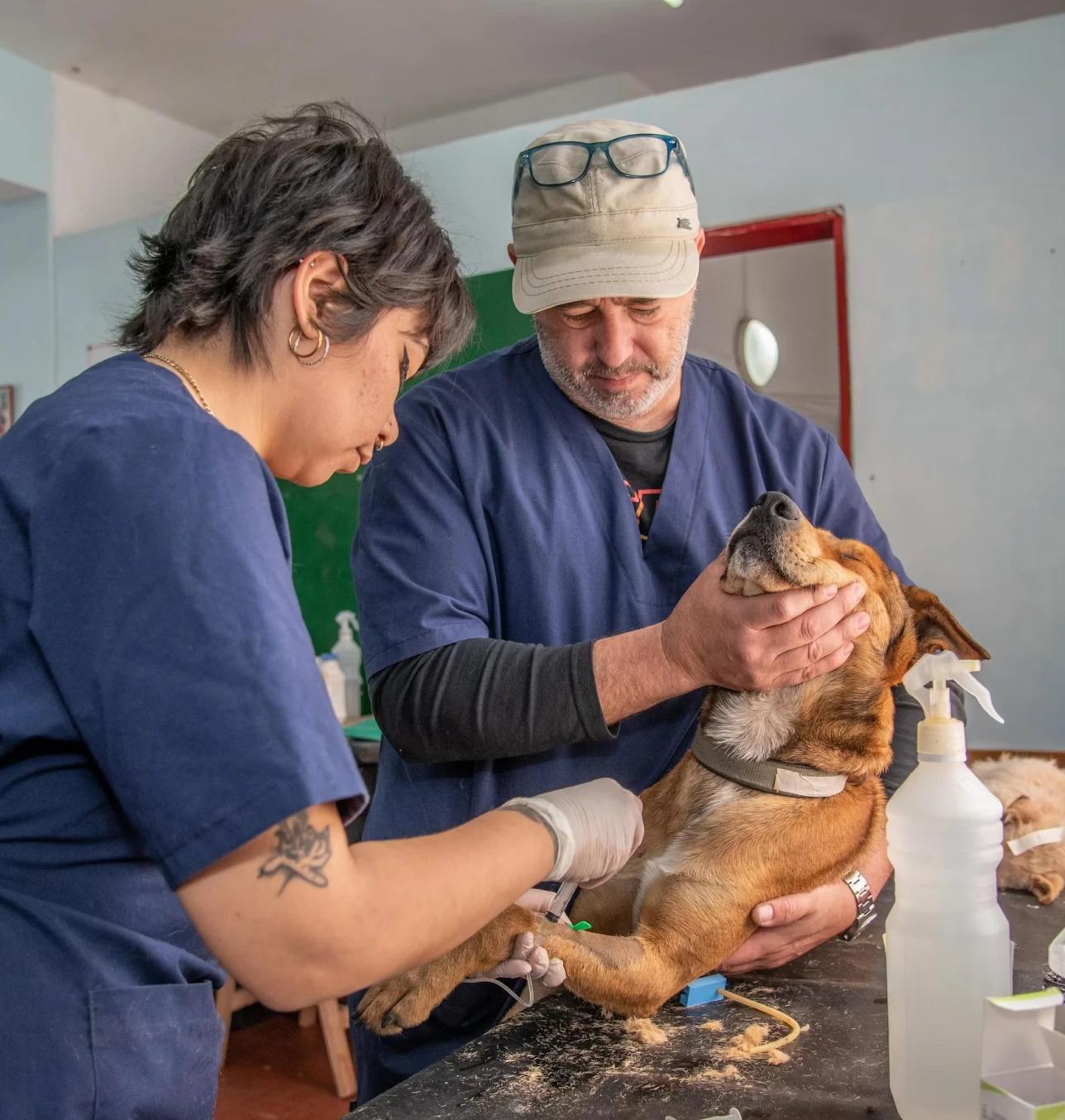 Veterinary clinic financing — keep every exam room ready