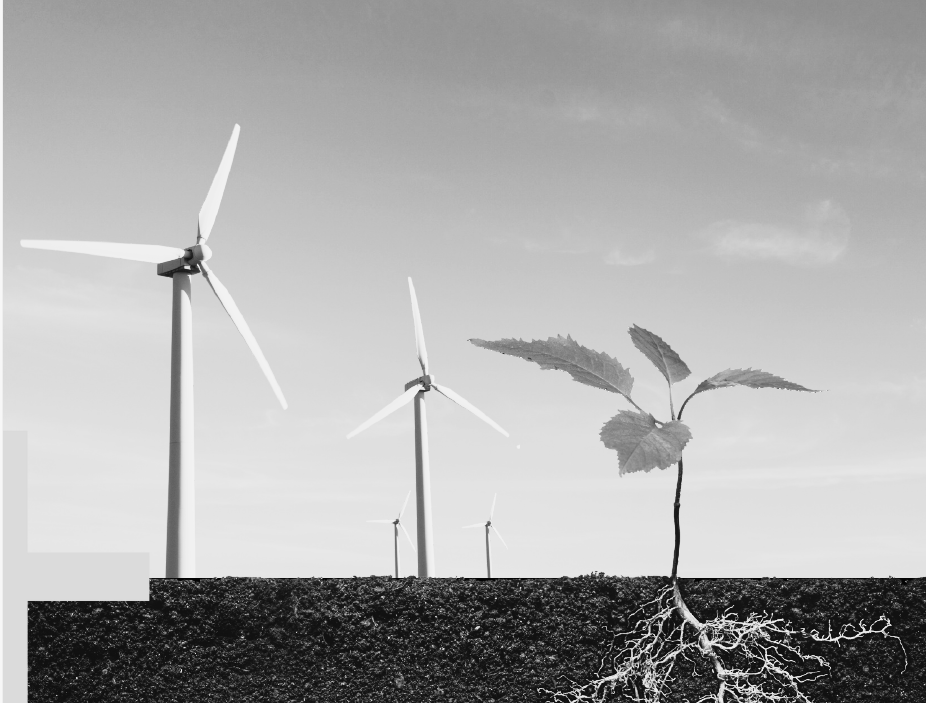 Windmills and a plant growing