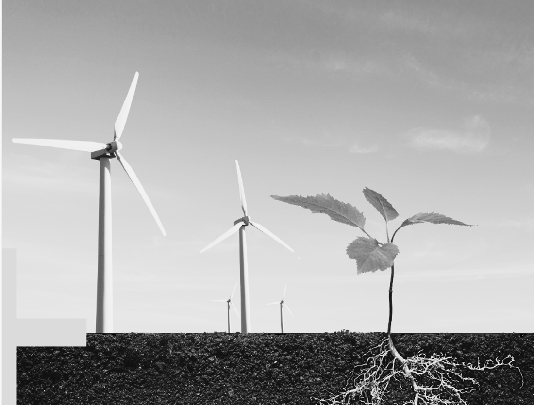 Windmills and a plant growing.