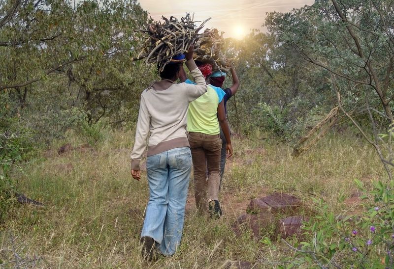 Several people carrying sticks for cooking fuel.