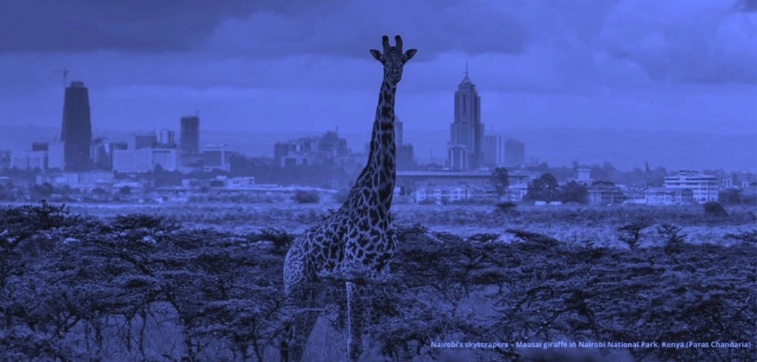 Nairobi skyline and giraffe
