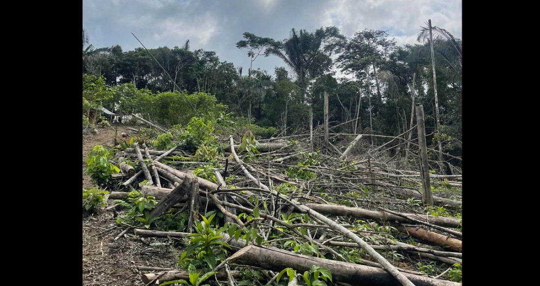 Cut trees left for degradation to allow for small scale agriculture in the future. Amazon rainforest, Orellana Province, Ecuador.