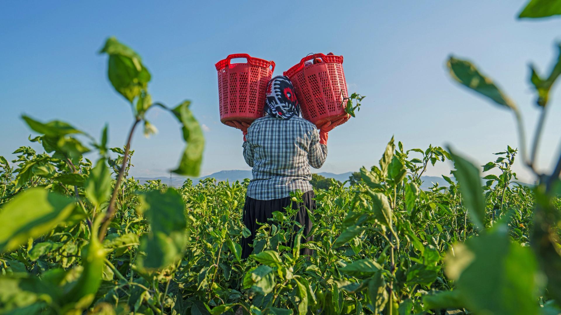 Who Moves and Why: Climate Change, Displacement, and the Search for Solutions