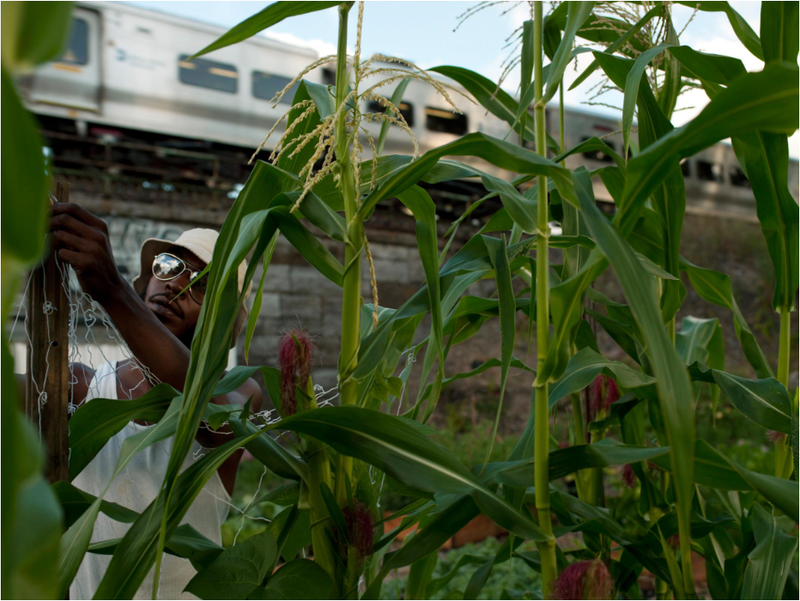 Growing Corn, La Finca del Sur, Mott Haven, The Bronx, New York, 2010