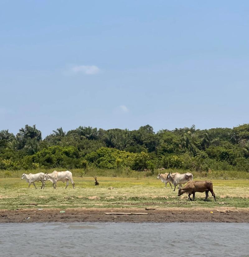 Herd of cattle on the river bank of Rio Tapajós, Santarém, Pará, Brazil. 