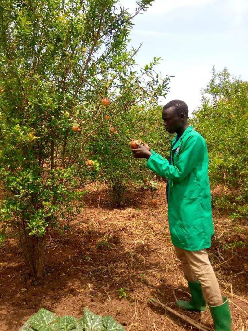 Anyieth looks at fruit on his farm in Uganda.