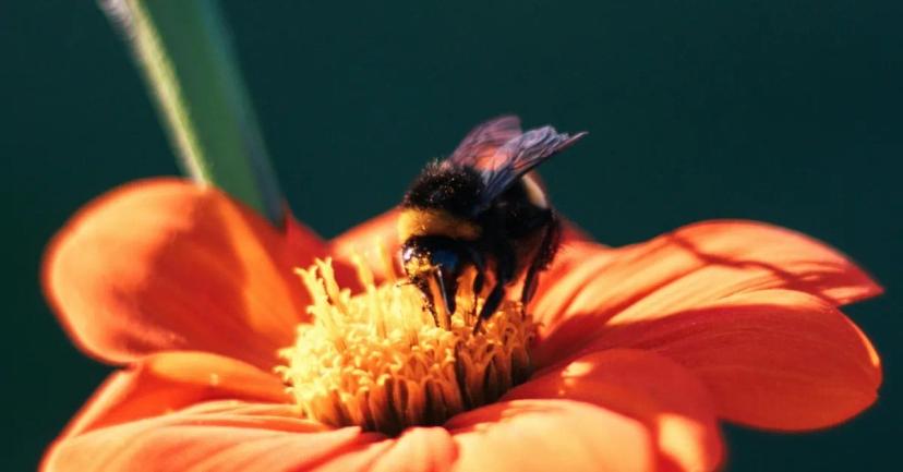 דבורה על פרח כתום - Apitherapy אפיתרפיה, טיפול באמצעות מוצרי דבש - AlternaBe