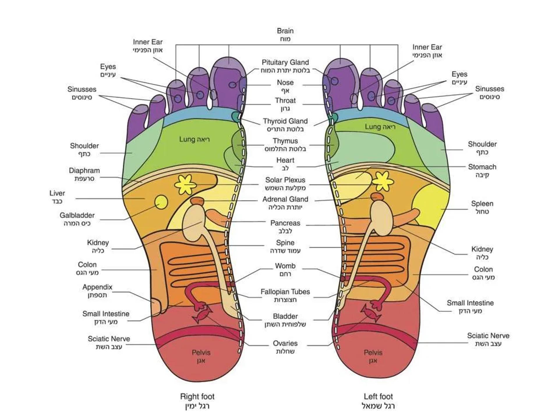 מפת רפלקסולוגיה: מדריך מקיף וסוגים שונים למפה