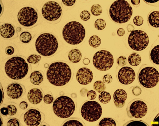Double emulsion coacervate microcapsules (w/o/w system)