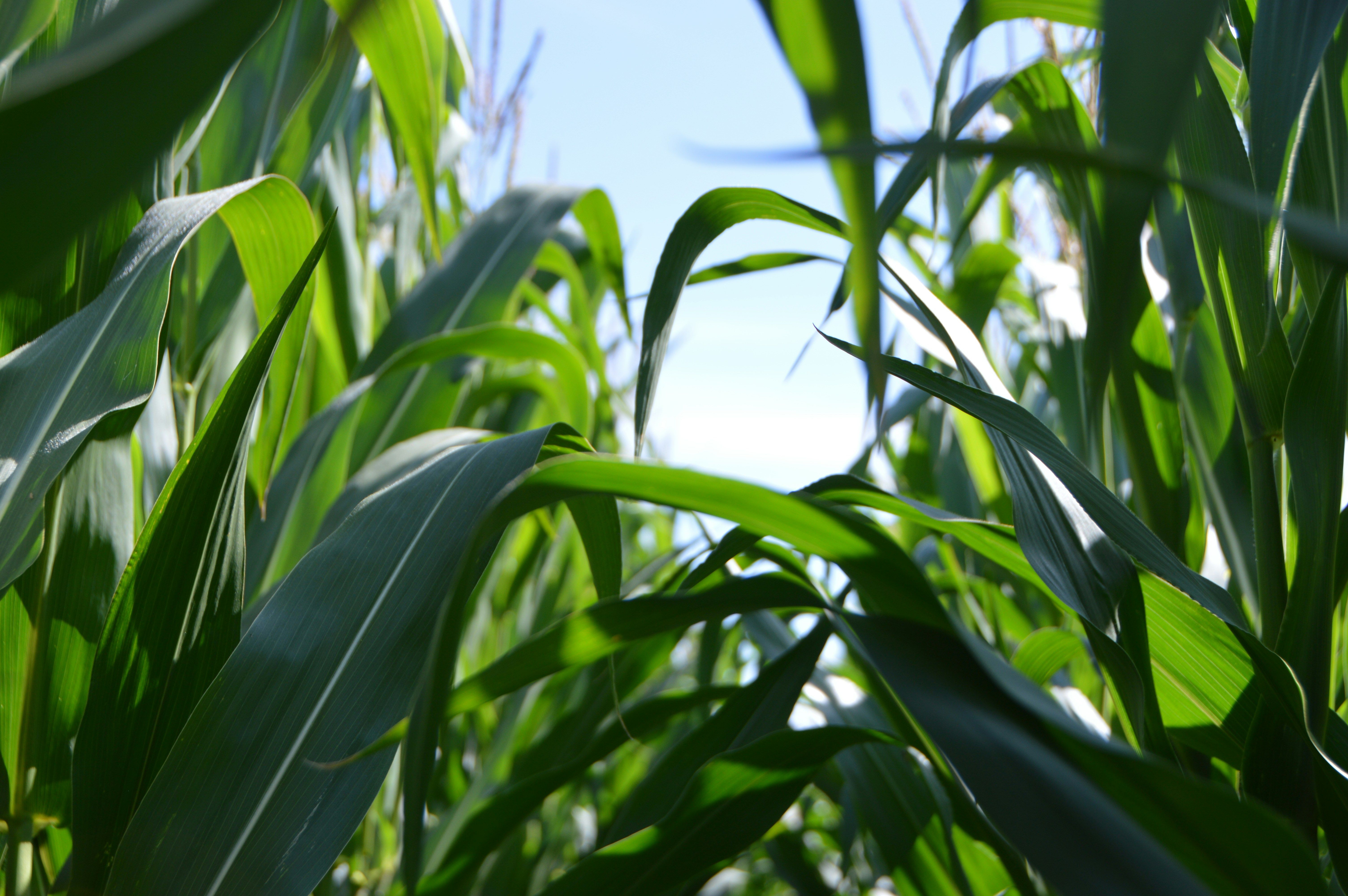 Corn field