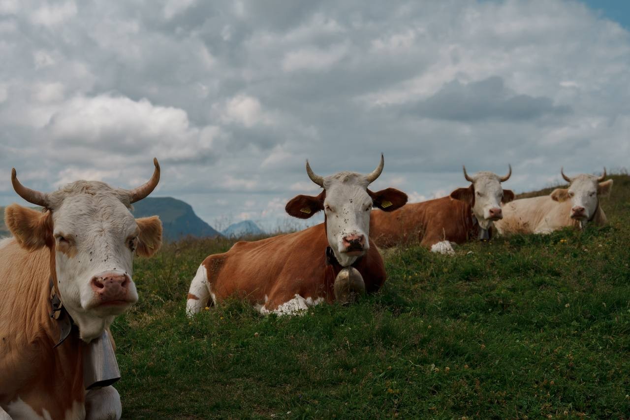 Swiss Holy Cows