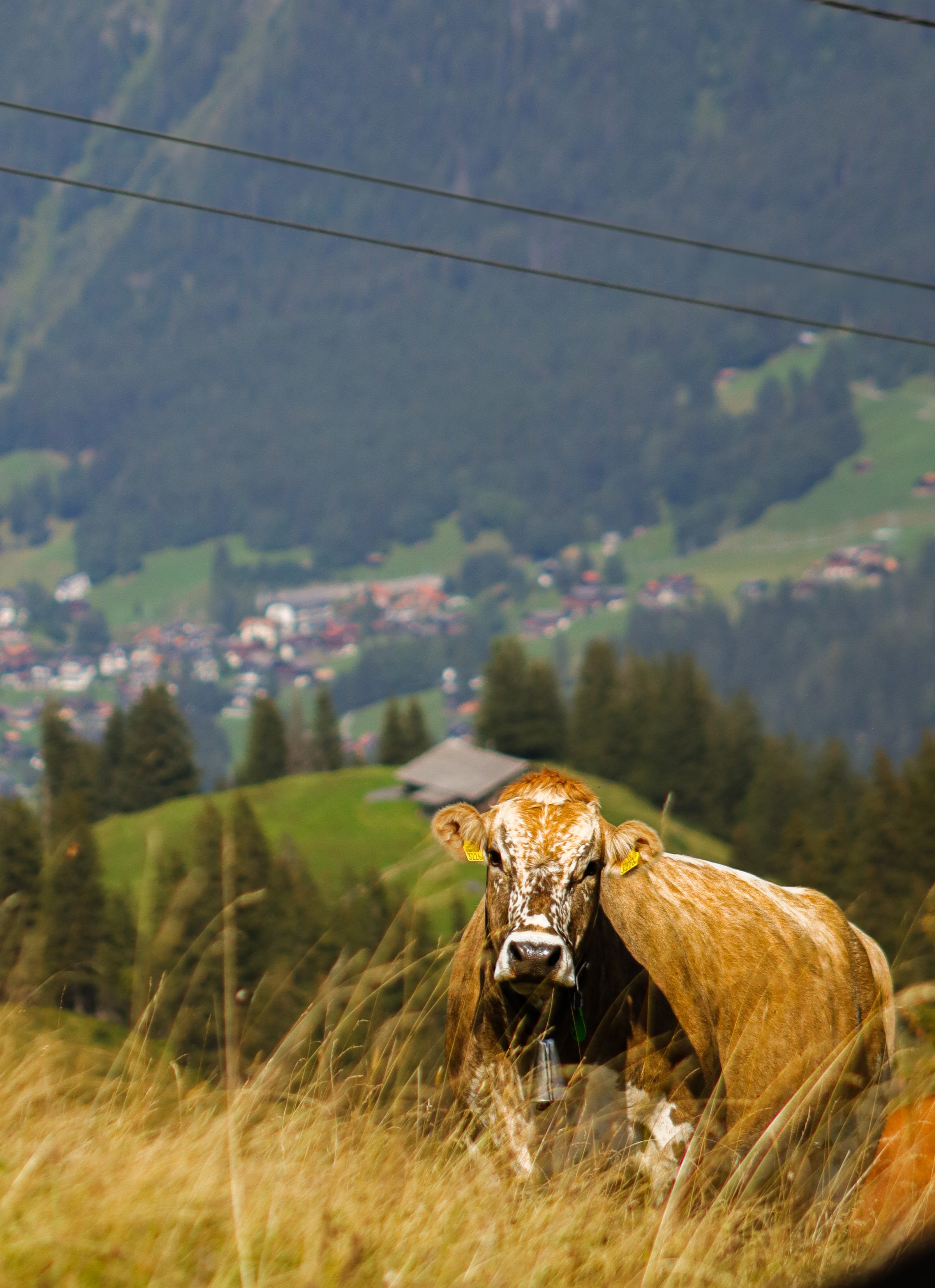 Swiss Holy Cow