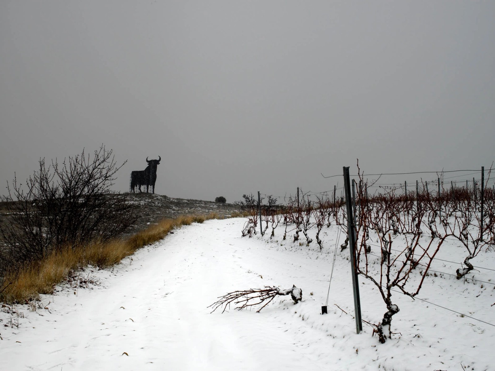 wein