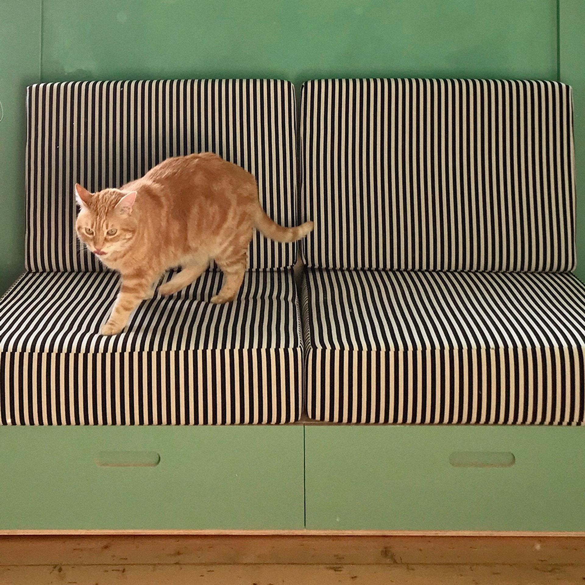 Vishnia’s Sofa