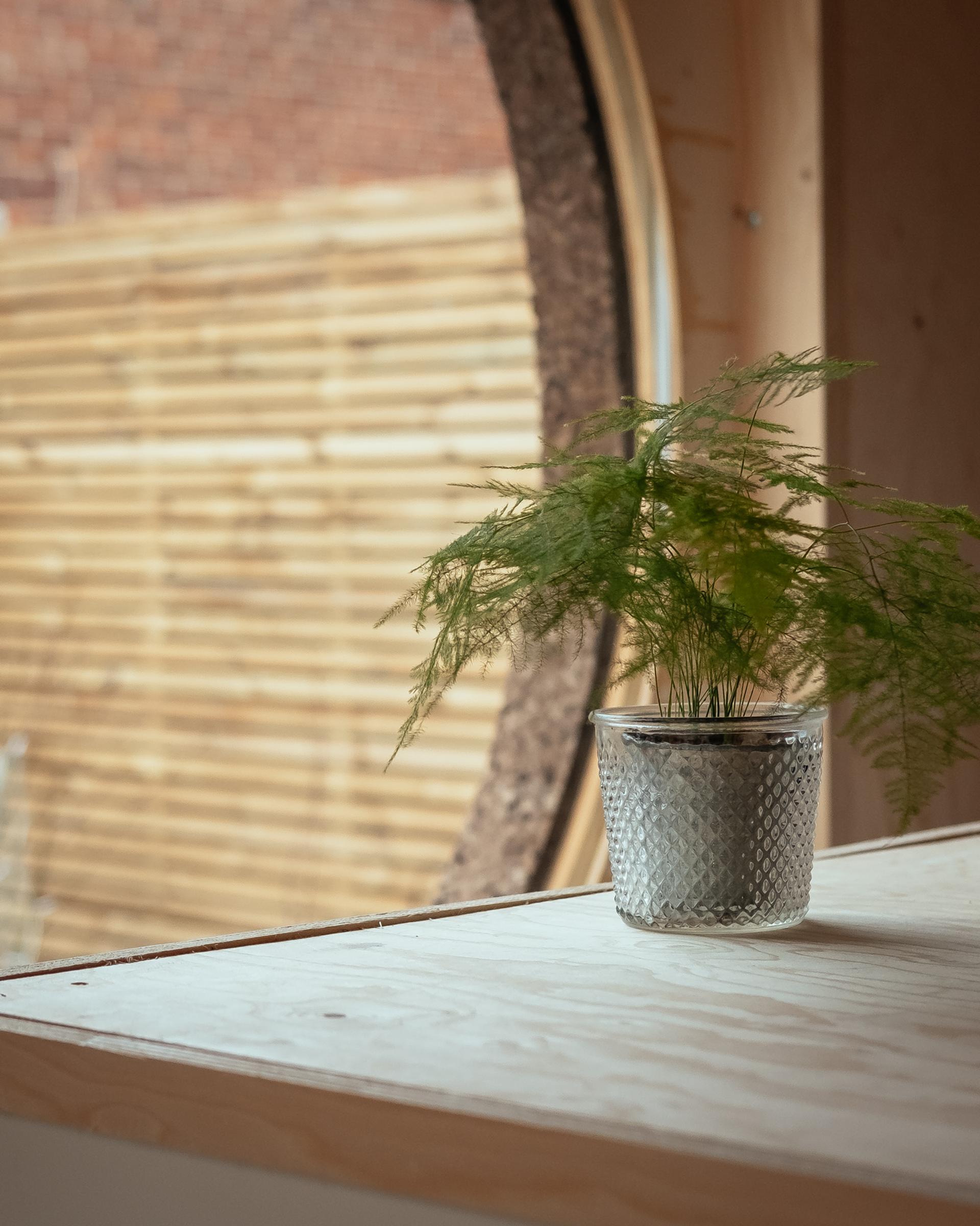A small green potted plant sits on a light birch windowsill, with a round window in the background revealing a blurred timber construction fence and brick wall outside.