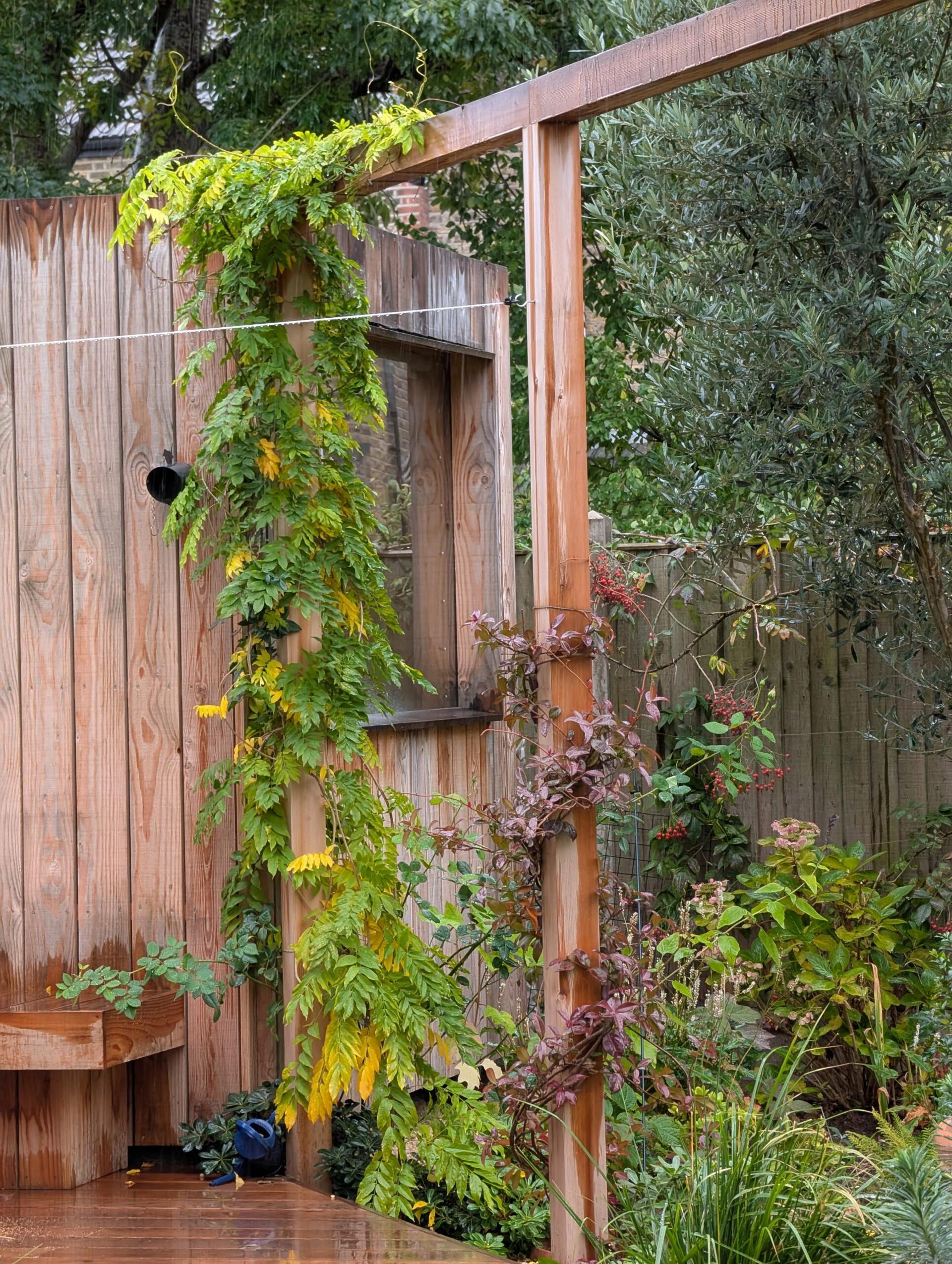 A U-Build wooden garden structure supports climbing plants with green and yellow leaves. Behind it, a wooden fence and bench are visible, surrounded by various shrubs and greenery. The ground appears wet from recent rain.