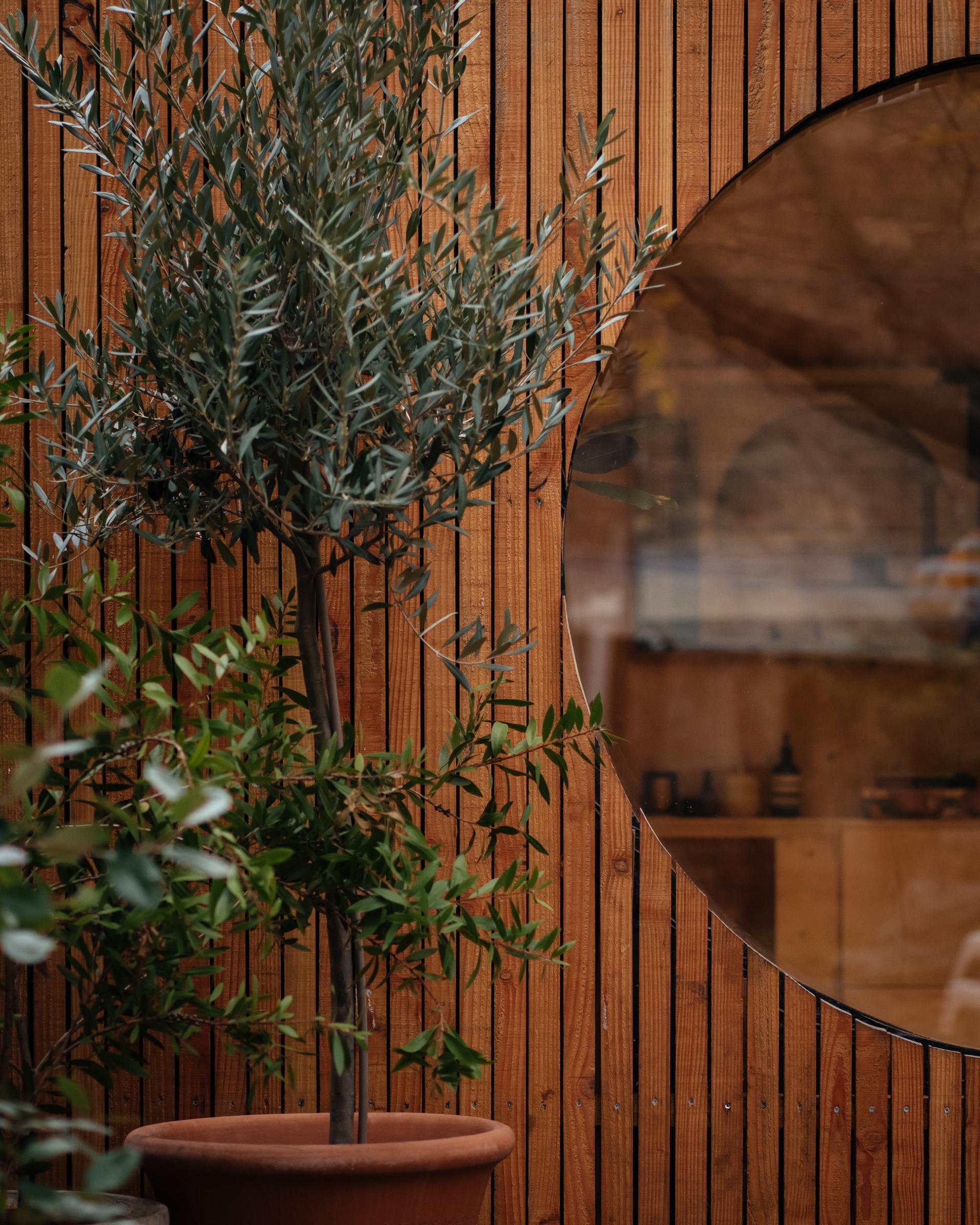 A potted olive tree stands in front of a sustainable wooden wall with vertical slats and a large circular window reflecting indoor objects.