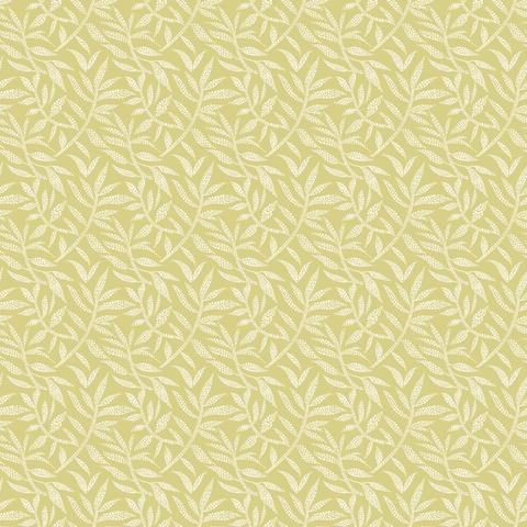 Dotty Leaf Fern