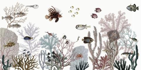 The same reef in pale, soft tones against near-white water. All the detail of the coral, but light enough to keep a room airy.