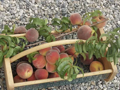 Hildegard von Bingen Garden 01