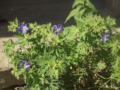 Hildegard von Bingen Garden 04