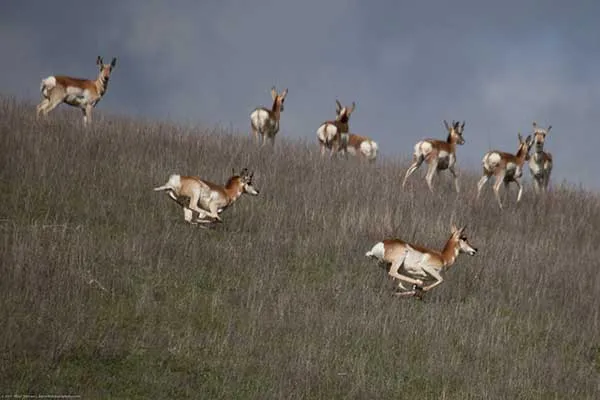 Pronghorn Deer