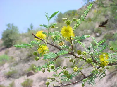 Acacia in May
