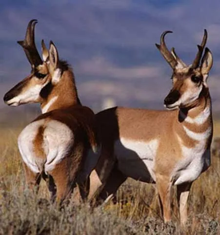 Antelopes