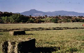Alfalfa field, Georgia Okeefe Expedition