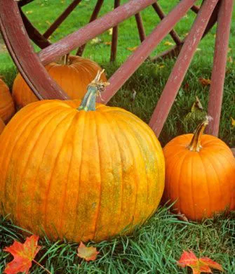 Fall Harvest Festival