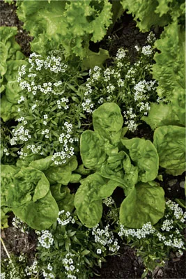 Hildegard von Bingen Garden 05