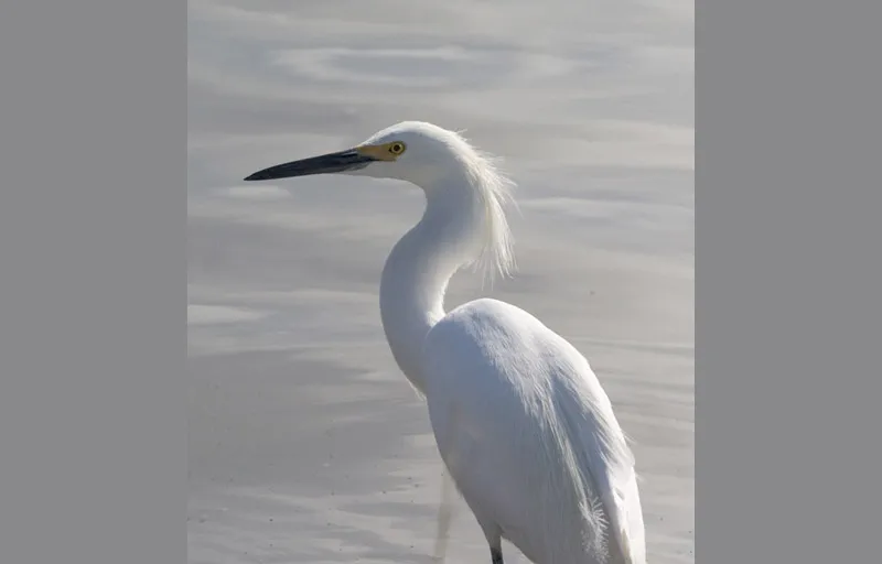 Photograph the Birds of the Rio Grande