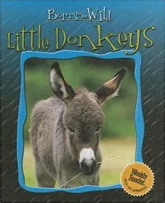 Born to be Wild Little Donkeys