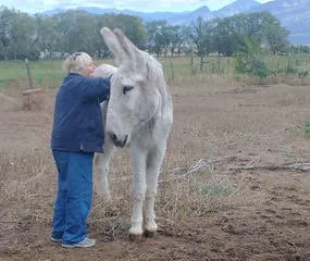 Students have ample time to freely interact with the donkey