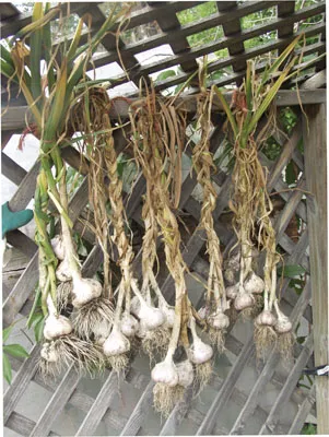 Hildegard von Bingen Garden 02