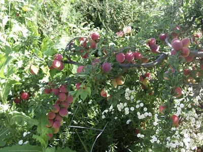 Hildegard von Bingen Garden 03