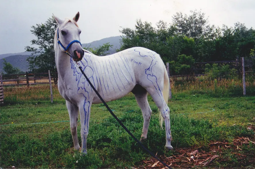 Horse with the underlying skeletal structure drawn on him